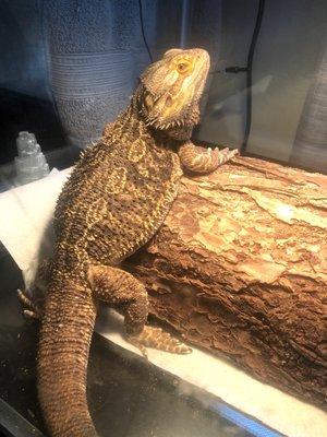 My beardie