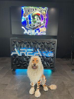 My dog in front of the DJ booth