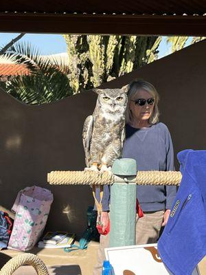 Great horned owl