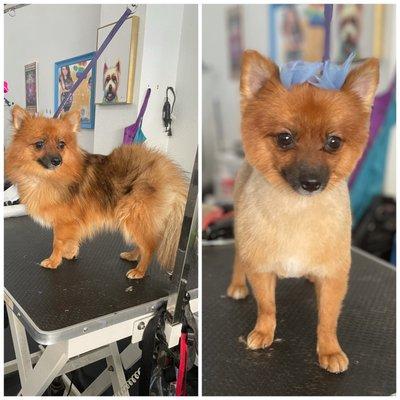 Groomed at the pawsitive salon