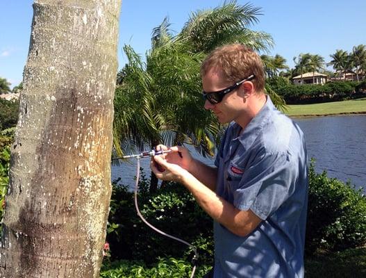 Palm Tree Care: Arborjet system