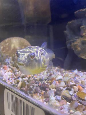 Cool puffer