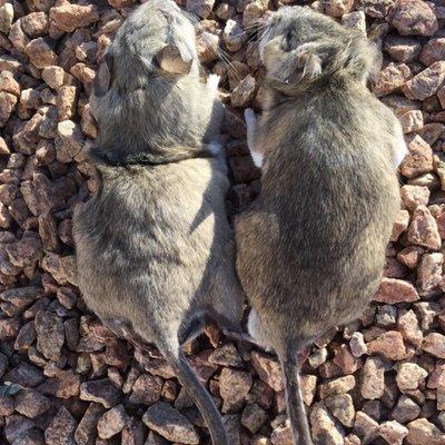 Rodent Patrol Victims