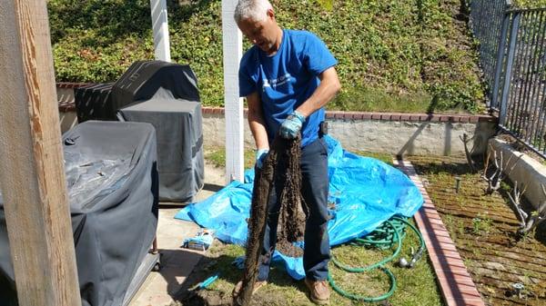 Roots removed from a sewer.