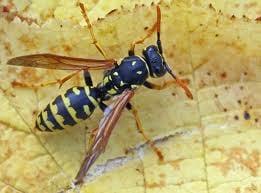 FAST hornet, wasp, yellow jacket and bee removal services.