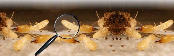 termites are a wood destroying insect. Don't let these eat your home