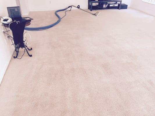 After picture - steamed cleaned carpet