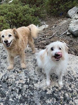 Banks and Daisy, happy patients of Metro Vet