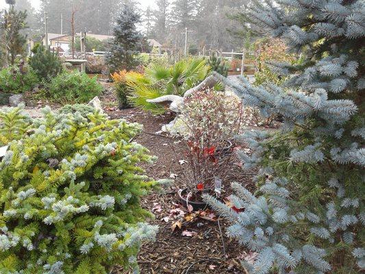 Garden paths with happy birdies enjoying seeds.