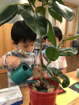 Care of plants in the Primary classroom.