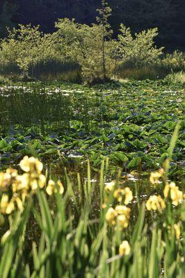 Otters Pond June