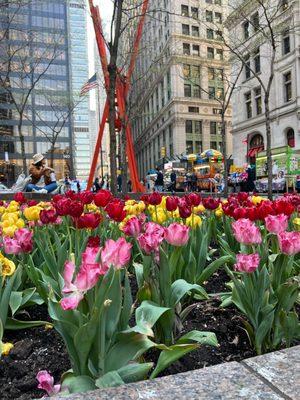 Spring flowers blooming