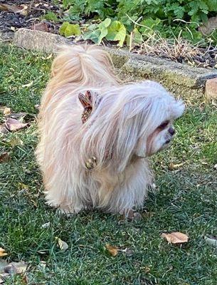 Starr, our little Shi Tzu came through her grooming just the way we asked.  Could not be more pleased!