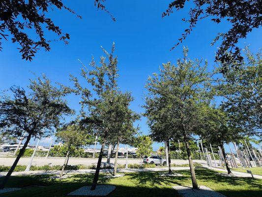 Flagler Banyan Square