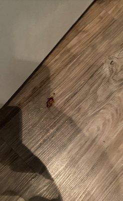 One of many roaches found in kitchen. They will offer you place to be sprayed every other week. It only kills not prevent.