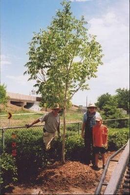 Tree and Shrub Planting