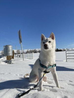 bodhi playing in snow nearby