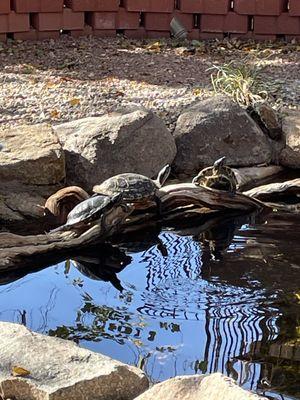 Happy Turtles!