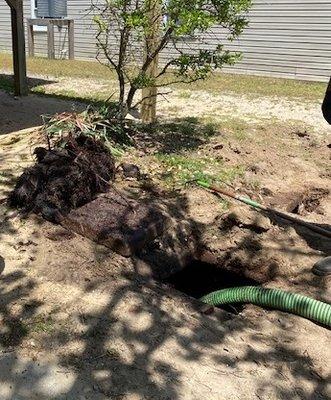 Photo of giant root ball that was pulled out by another septic company