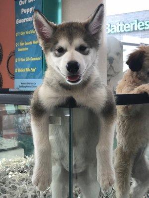 Mona the Malamute