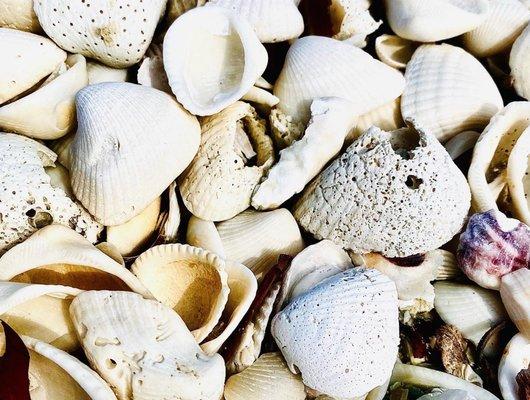 Shells, shells , shells