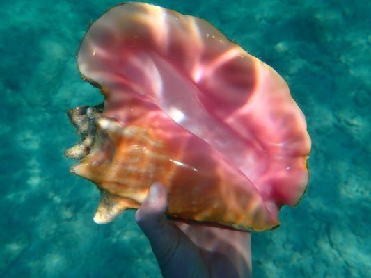 So many queen conchs. Many still have the snail inside, so be sure to keep them in the water