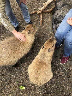 Capybaras