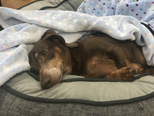 Lilo, our miracle dachshund...