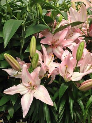 Perennials: Asiatic Lily