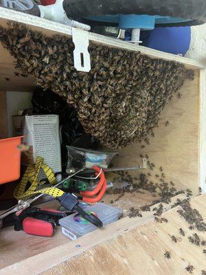 Bees inside an outside shelve