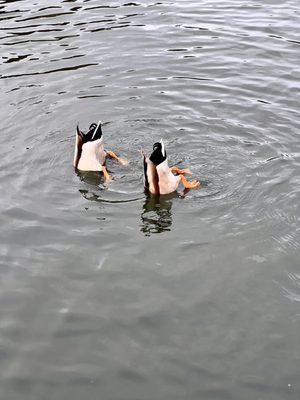 Synchronized ducks