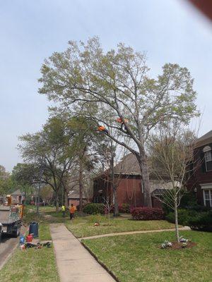 Tree trimming