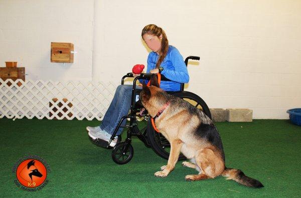 dog training classes