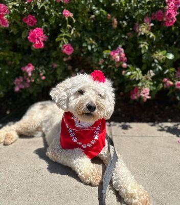 Our Rusty is such a great boy! This was a photo from his 5 week update, his last week at Doggie Camp.