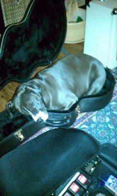 Dogs love music too!  Our mascot Mattie Sue.