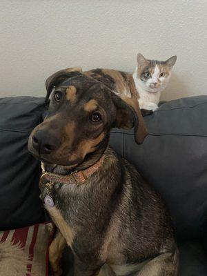 Our new fur baby with her kitty.