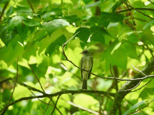 Eastern Wood Pewee