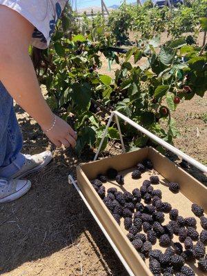 freedom black berries