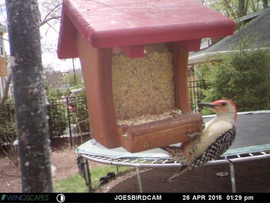 A Red-bellied Woodpecker eating WBU seed from a WBU feeder captured by a WBU BirdCam