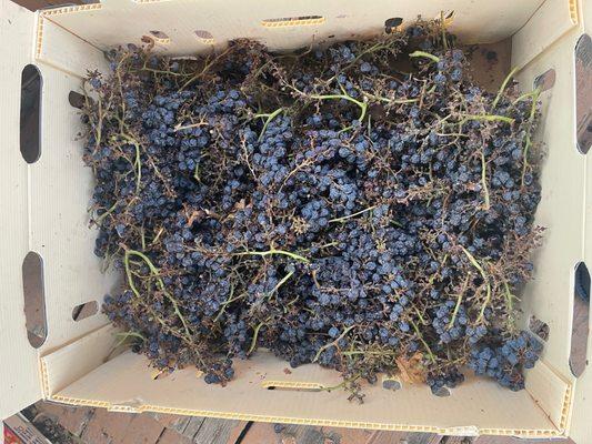 Wine grape's or raisins