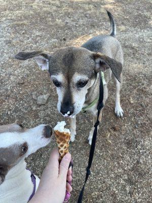 Doggie cone