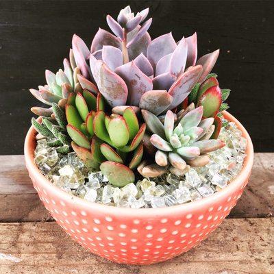 Succulent bowls