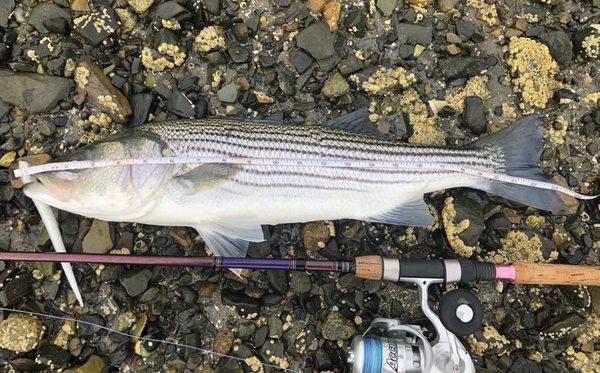 Maine Striper.