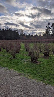 Blueberry farm