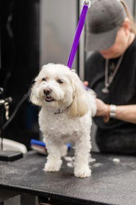 Canine Couture Grooming