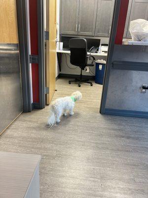 Savannah at Vetcare of Belmont monitoring the front office