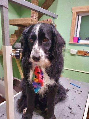 Sweet Border Collie Boy, ready for work!