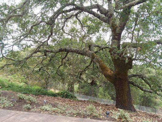 Tree prop supporting long heavy branch.