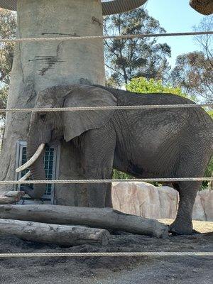 Watch the elephants while eating!