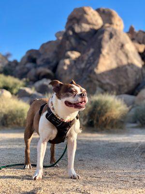 Dog walkers Venice | Sweet Oliver!